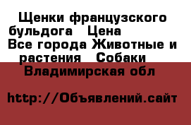 Щенки французского бульдога › Цена ­ 30 000 - Все города Животные и растения » Собаки   . Владимирская обл.
